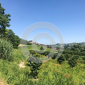 View of Roddi, a village in the Langhe hills, Piedmont - Italy