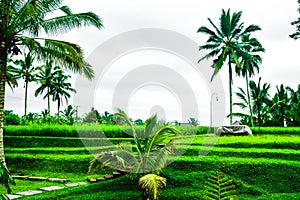 View of romantic and relaxing rice field terrace in the tropical island in Asia with trees and sunny blue sky