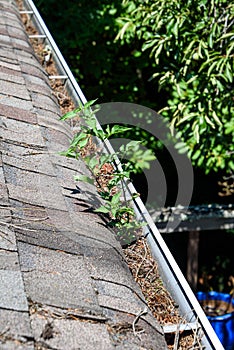 View from rooftop of asphalt roof shingles and gutter filled with tree debris and a new tree growing in the gutter, deck and back