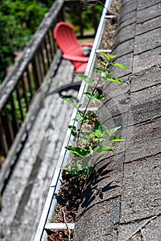 View from rooftop of asphalt roof shingles and gutter filled with tree debris and a new tree growing in the gutter, deck and red c