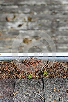 View from rooftop of asphalt roof shingles and gutter filled with tree debris and a new trees growing in the gutter, deck below, t