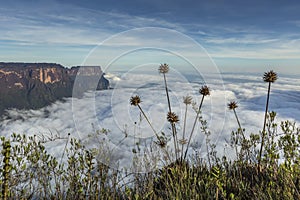 View from the Roraima tepui on Kukenan tepui at the mist - Venezuela, South America