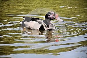 A view of a Rosybill Duck