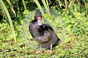 A view of a Rosybill Duck