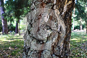 View of rough birch bark in a forest