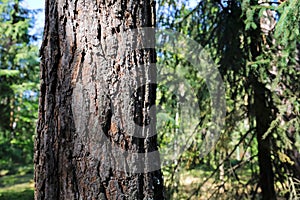 View of rough pine bark in a forest