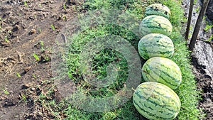 View of a row of large, ripe watermelons resting on a grassy field. The watermelons have dark green rinds photo