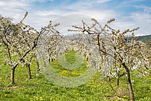 View through a row of low-stemmed, white-flowered cherry trees in a plantation