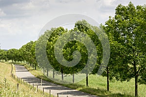 View on a row of trees and leaves in a sunny dutch typical landscape.