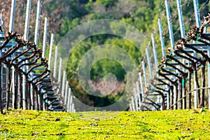 A view of rows of bare recently pruned vines in a winter vineyard. Green grass between rows