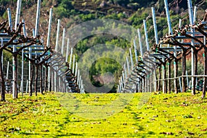 A view of rows of bare recently pruned vines in a winter vineyard. Green grass between rows