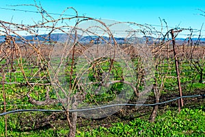 A view of rows of bare vines in a winter vineyard. A drip irrigation system running along of the vines