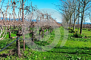 A view of rows of bare vines in a winter vineyard. Green grass between vineyard rows