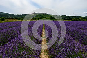 View on rows of blossoming purple lavender, green fiels and Lacoste village in Luberon, Provence, France in July