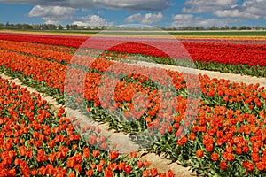 View on rows of colorful blooming orange and red tulips on field of german cultivation farm with countless flowers - Grevenbroich