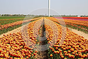 View on rows of colorful tulips on field of german cultivation farm with countless tulips - Grevenbroich, Germany