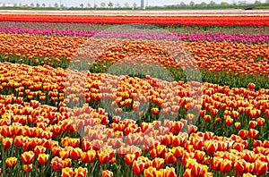 View on rows of colorful tulips on field of german cultivation farm with countless tulips - Grevenbroich, Germany