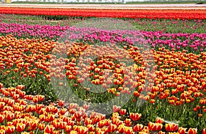 View on rows of colorful tulips on field of german cultivation farm with countless tulips - Grevenbroich, Germany