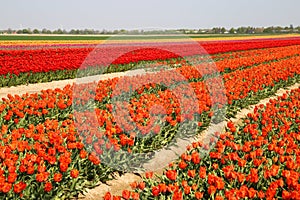 View on rows of colorful tulips on field of german cultivation farm with countless tulips - Grevenbroich, Germany