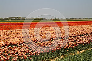 View on rows of colorful tulips on field of german cultivation farm with countless tulips - Grevenbroich, Germany