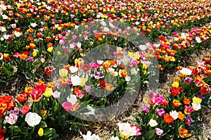 View on rows of colorful tulips on field of german cultivation farm with countless tulips - Grevenbroich, Germany