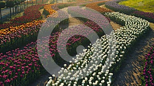 View of rows of flowers in soft morning light. Sunrise light in blossomed garden