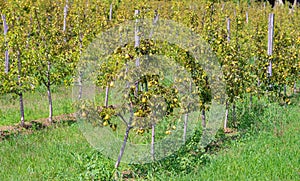 View of rows of growing pear orchard trees on a plantation in Europe Serbia