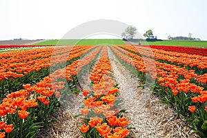 View on rows of orange tulips on field of german cultivation farm with countless tulips - Grevenbroich, Germany