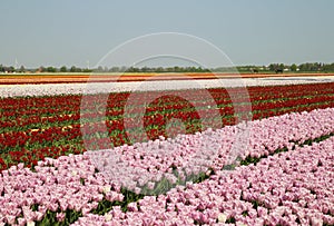 View on rows of pink and red tulips on field of german cultivation farm with countless tulips - Grevenbroich, Germany