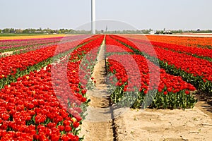 View on rows of red tulips on field of german cultivation farm with countless tulips - Grevenbroich, Germany