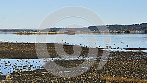 View of the Royston wrecks at low tide, old rusty navy hulls that once formed a breakwater.