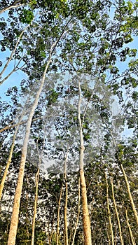 A view at rubber trees plantation