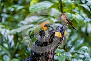 A view of a Rufous motmot and Clay colored thrush beside a feeder in La Fortuna, Costa Rica