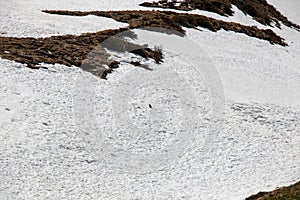 View of a runaway Marmot in a snow landscape