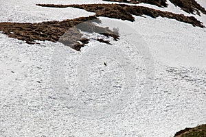 View of a runaway Marmot in a snow landscape