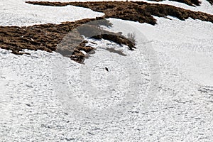 View of a runaway Marmot in a snow landscape