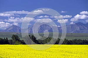 Canola Field In Bloom Alberta