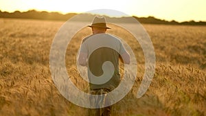 View of the rural landscape. The concept of harvesting in agriculture. A farmer walks through a wheat field, inspecting