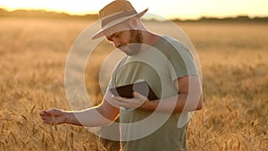 View of the rural landscape. The concept of harvesting in agriculture. A farmer walks through a wheat field, inspecting