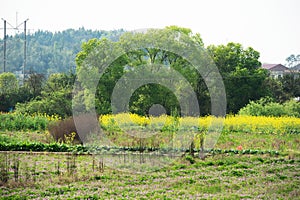 View of rural scenery of riverside plain in spring