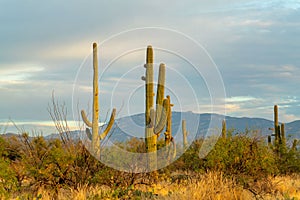View of sabino national park in tuscon arizona in late evening sunset with saguaro cactuses and native grass and shrubs
