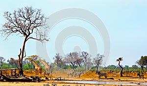 View from safari camp overlooking a vibrant waterhole
