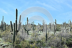 View of a Saguaro cactus landscape with blue sky in the Sonoran Desert of Arizona