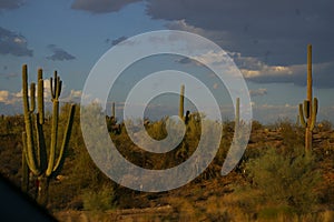 View of saguaros in Tucson, Arizona
