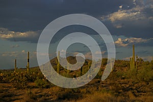 View of saguaros in Tucson, Arizona