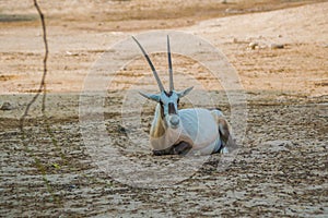 View of a Saharan oryx lying on the ground in Al Areen Wildlife Park in Bahrain