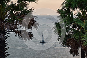 View of a sailing boat between palm trees on the Andaman sea during during the sunset at Promthep Cape landmark viewpoint