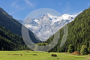 View of Saint Orso meadow and slopes of steep gorge with evergreen pine forest, impregnable granite alpine cliffs. Cogne, Italy