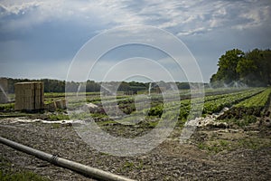 view of salads fields being watered