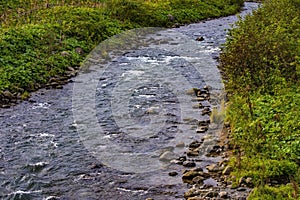 View of Salmons swim upstream to mate and lay their eggs along Rausu River, Japan